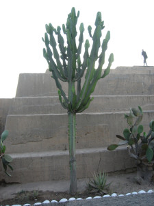 cactus in Peru